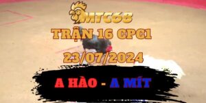 Video Đá Gà Thomo Trận 16 CPC1 23072024 giữa anh Mít Trà Cú Và Anh Hào