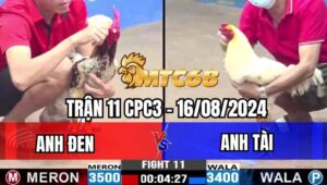 Đá Gà Bồ CPC3 Trực Tiếp 16/08/2024 Trận 11 - Anh Đen Vs Anh Tài